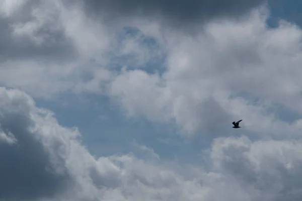 Seagull Silhouette Soaring Sky White Clouds — Stock Photo, Image