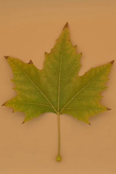 Detail View Leave Plane Tree — Stock Photo, Image