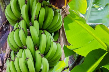 Bahçedeki bir ağaçta genç muzları yakın