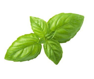 fesleğen yaprağı üzerinde beyaz izole