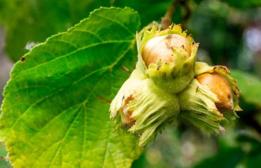 fruit of a perennial hazelnut shrub