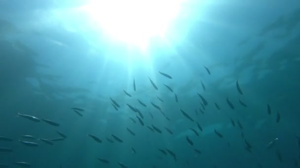 Солнце Проникает Сквозь Прекрасные Фоны Фуэртевентуры Богатой Рыбной Фауной — стоковое видео