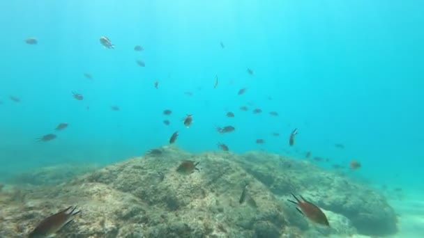 在富饶热带鱼的富尔特文图拉深处潜水 — 图库视频影像
