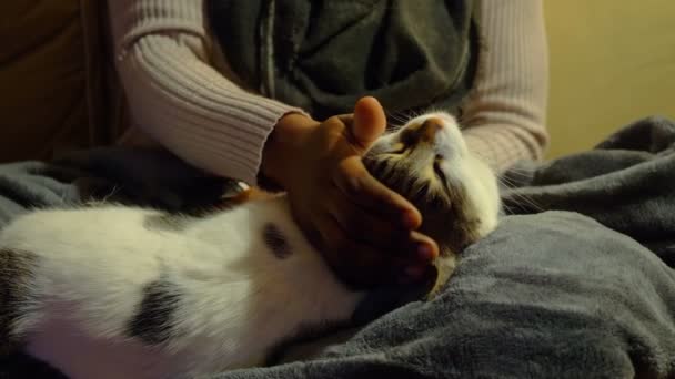 Solitude Sadness Sad Lonely Young Black Woman Caresses Her Cat — Stock Video