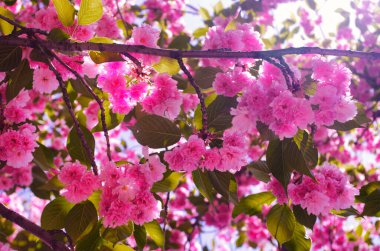 Yazın çiçek açan bir sürü ağaç