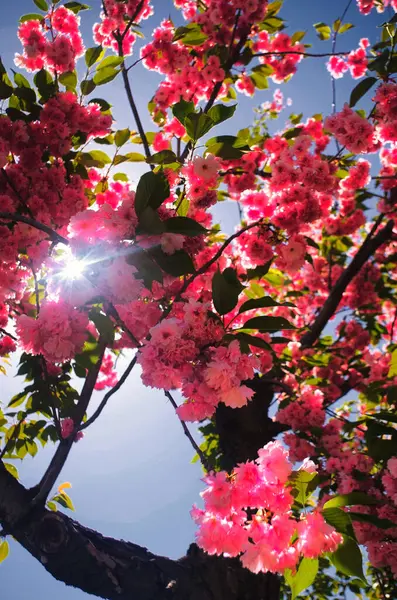 Kvetoucí Mnoho Květin Stromů Létě — Stock fotografie