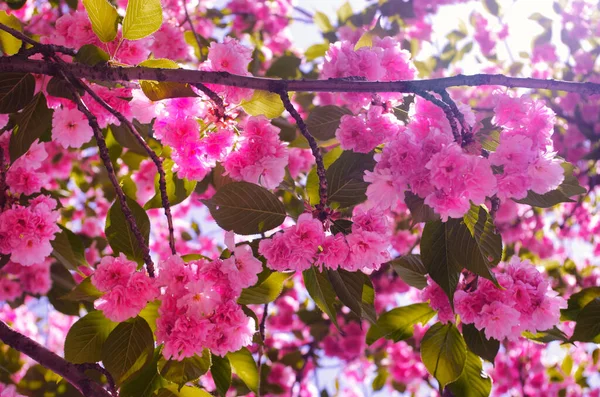 Kvetoucí Mnoho Květin Stromů Létě — Stock fotografie