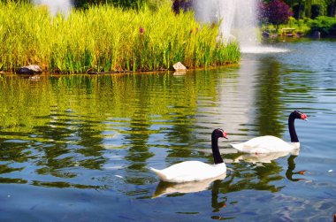 İki kuğu gölde yüzüyor.