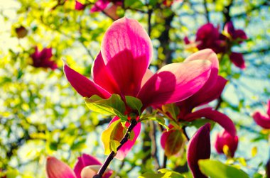 Bahçede çiçek açan kırmızı manolya