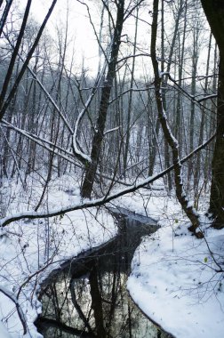 Ormanda kışın küçük bir nehir