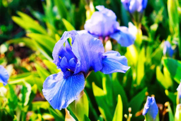 Синие Ирисы Ботаническом Саду — стоковое фото
