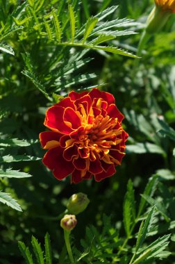 Evin yanında güzel çiçekler açıyor.