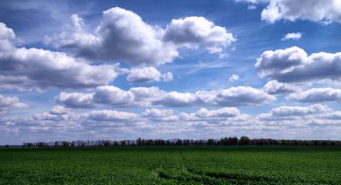 Mavi gökyüzünün altındaki yeşil alan