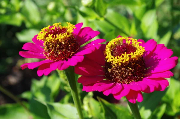 Blommande Vackra Blommor Nära Huset — Stockfoto