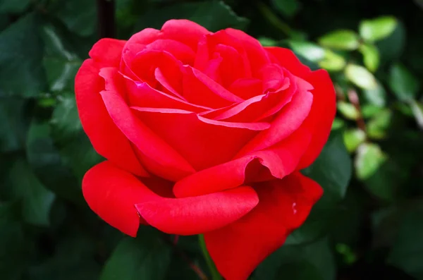 Rosa Roja Florece Jardín — Foto de Stock