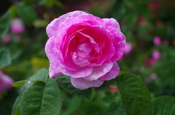 Rosa Floreciente Jardín — Foto de Stock