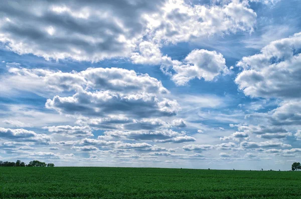 Campo Verde Bajo Cielo Azul —  Fotos de Stock