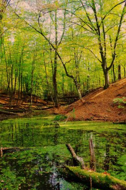 Yazın nehir boyunca yürü