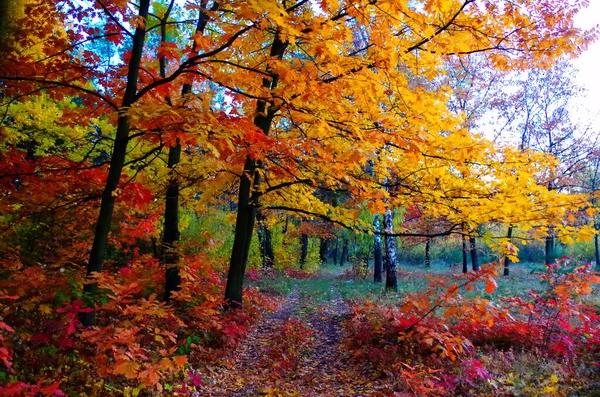 Sonbaharda Ormanın Olduğu Güzel Bir Park — Stok fotoğraf