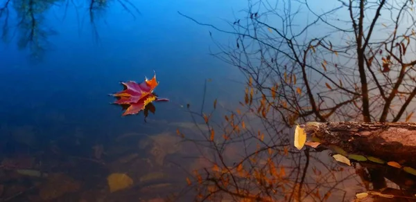 Schöner Herbst Park — Stockfoto