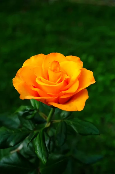 Κίτρινο Τριαντάφυλλο Στο Πάρκο — Φωτογραφία Αρχείου