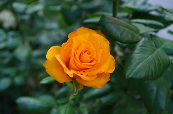 Κίτρινο Τριαντάφυλλο Στο Πάρκο — Φωτογραφία Αρχείου