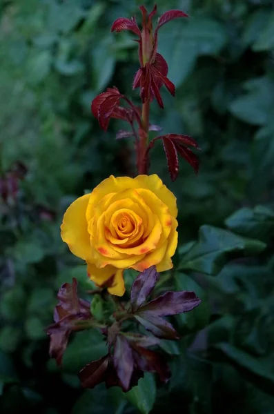 Rosa Amarilla Parque — Foto de Stock