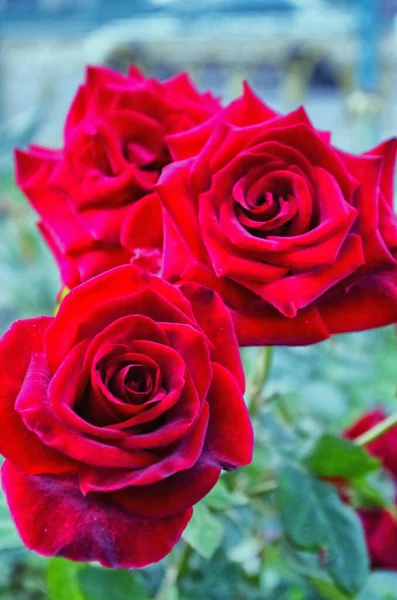 Κόκκινο Τριαντάφυλλο Ανθίζει Στο Πάρκο — Φωτογραφία Αρχείου