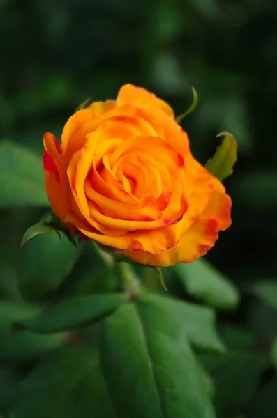 Κίτρινο Μαγικό Τριαντάφυλλο Στο Πάρκο — Φωτογραφία Αρχείου