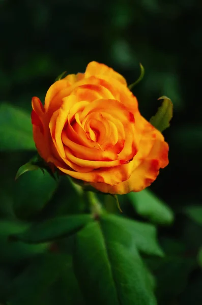 Rosa Amarilla Parterre — Foto de Stock