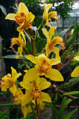 Botanik bahçesinin lüks çiçekleri