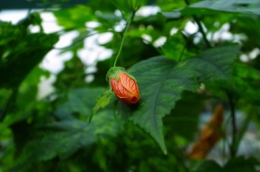 Çalıların üzerindeki kırmızı çiçek açar.