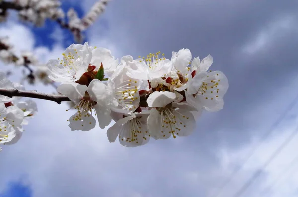 Třešňové Květy Poblíž Domu — Stock fotografie