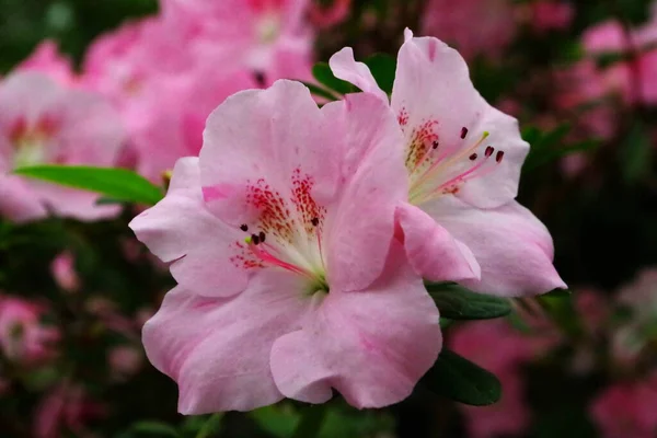 Красиві Рожеві Квіти Ботанічному Саду — стокове фото