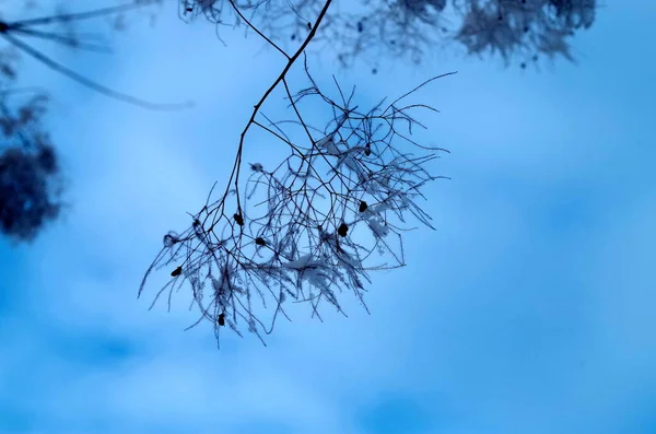 公园里的冬季森林里有雪 — 图库照片