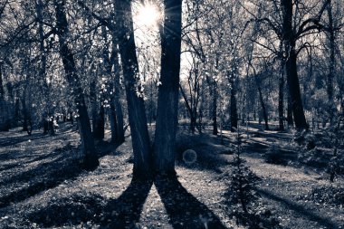 Güneşteki sonbahar ormanı