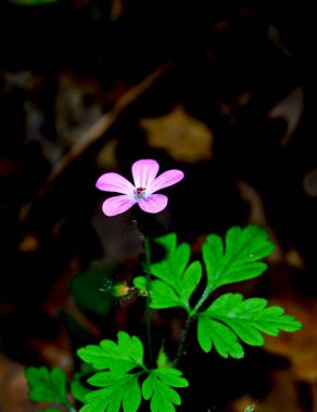 Ağaçların arasında yalnız küçük bir çiçek