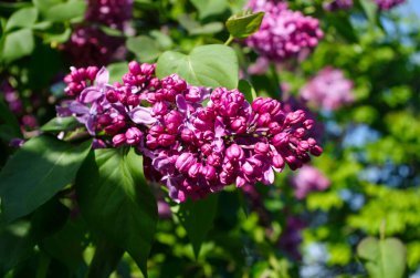 Botanik bahçesinde leylak çiçekleri