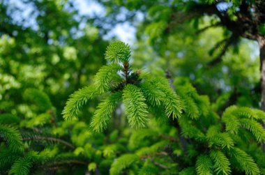 Yazın çam ağacı dalı