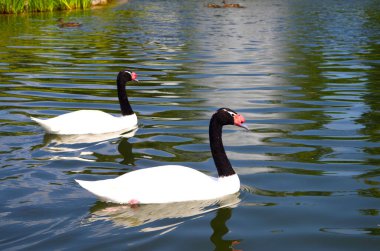 Güzel kuğular gölde yüzer