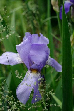 Güzel iris çiçeği diğer çiçeklerin arasında.