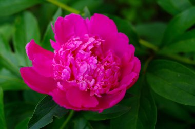 Kırmızı şakayık evin yanında çiçek açıyor.