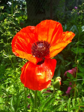 Kırmızı haşhaş evin yanında.