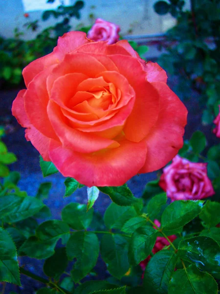 Červená Růže Zahradě Záhonu — Stock fotografie