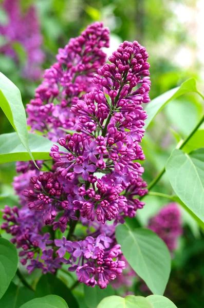 Lilac Flowers Botanical Garden — Stock Photo, Image