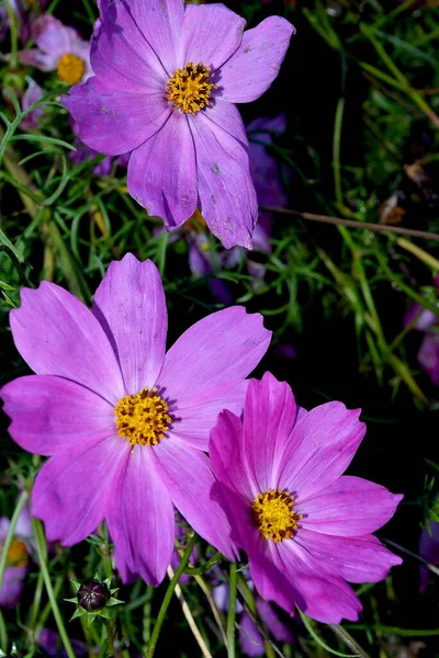 Fiori Viola Sulla Trama — Foto Stock