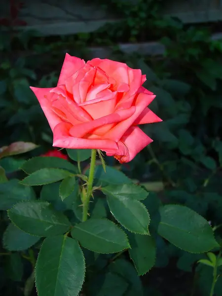 Rosa Hermosa Jardín — Foto de Stock