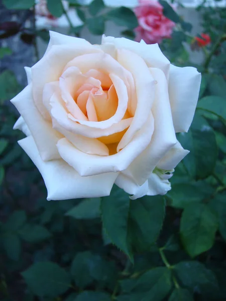 Doskonała Niesamowita Róża — Zdjęcie stockowe