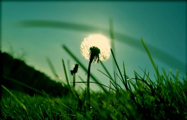 Diente León Sobre Fondo Del Sol —  Fotos de Stock