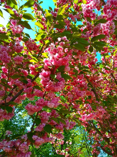 Sakura Neuvěřitelně Krásně Kvete — Stock fotografie